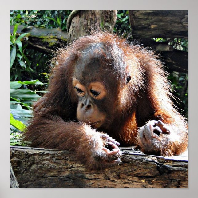 Poster bébé Orang (Devant)