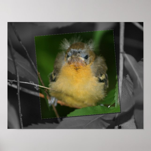 Poster Bébé Oriole Jeune Oiseau Couleur partielle (Devant)