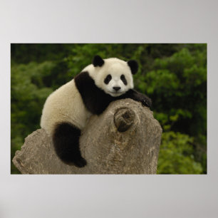 Poster Bébé panda géant