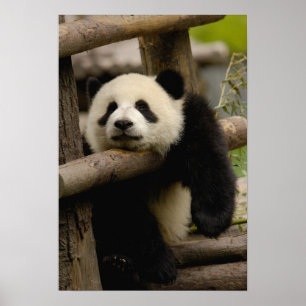 Poster Bébé panda géant Ailuropoda melanoleuca)