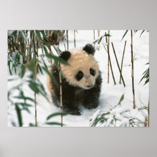 Poster Bébé panda sur la neige, Wolong, Sichuan, Chine