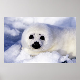 Poster Bébé phoque à harpe glace golfe du Saint-Laurent,