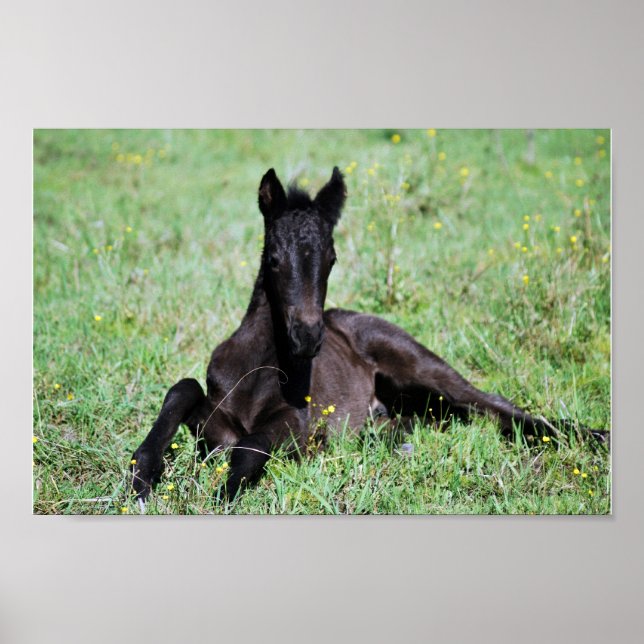 Poster Bébé poulain couché dans la prairie (Devant)