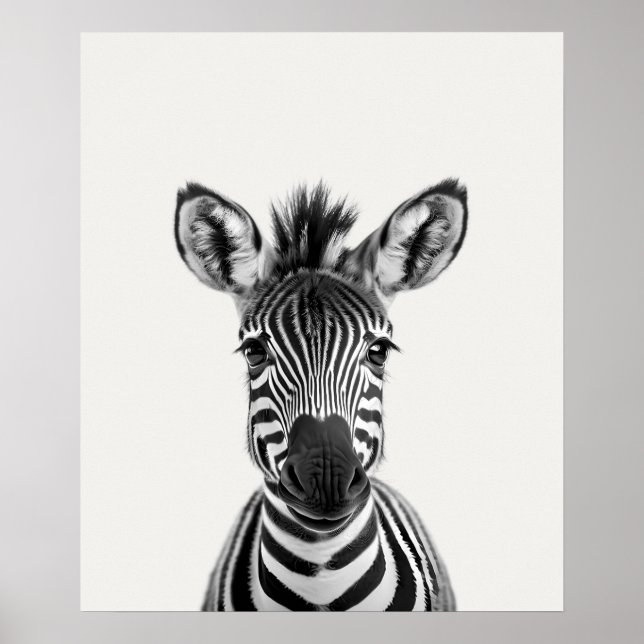 Poster Bébé Safari Animaux de la Jungle Africaine Zèbre (Devant)