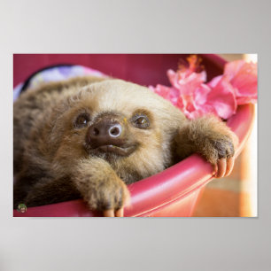 Poster Bébé Sloth