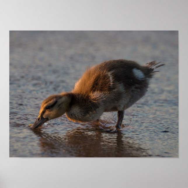 Poster Bébé soif (Devant)