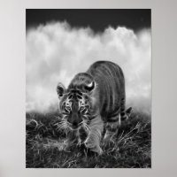 Bébé Tigres en noir et blanc