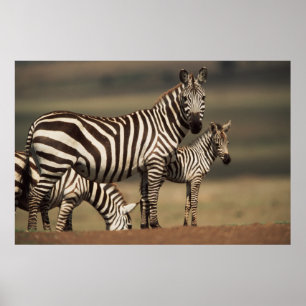 Poster Bébé zèbre de Burchell avec sa mère