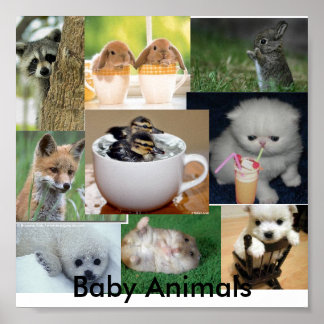 Poster Bébés