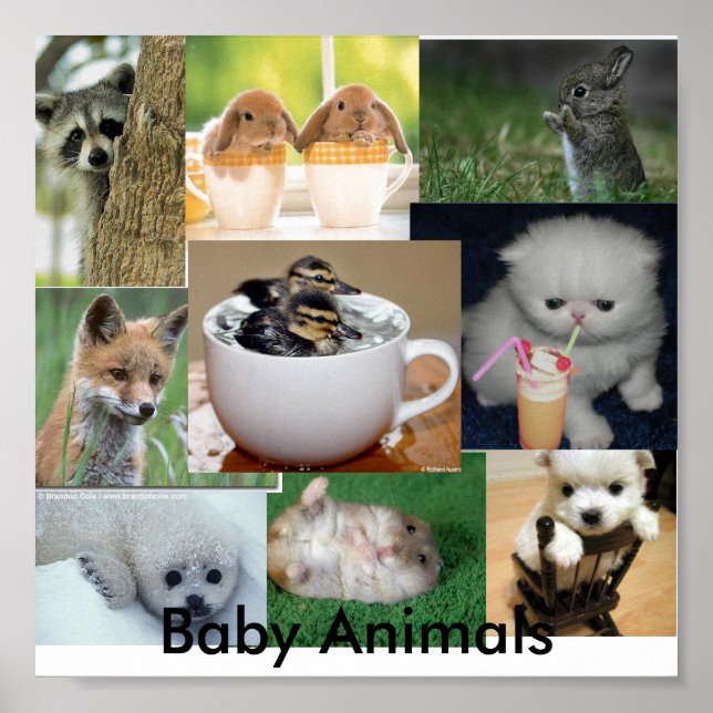 Poster Bébés (Devant)