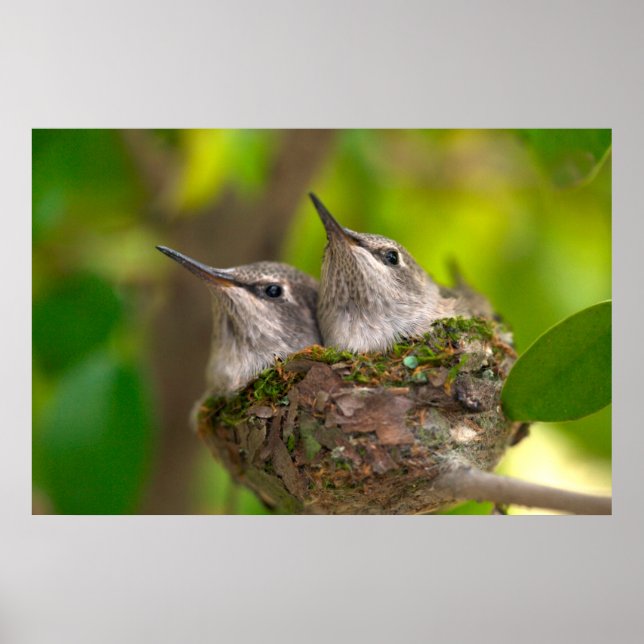 Poster Bébés colibris (Devant)