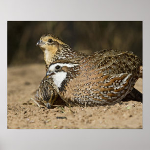Poster Bébés de caille nordique Bobwhite à l'étang pour b