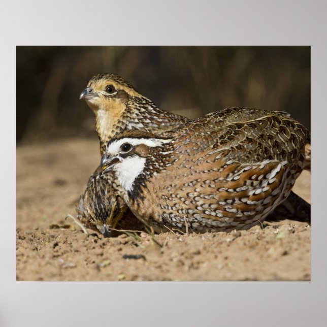 Poster Bébés de caille nordique Bobwhite à l'étang pour b (Devant)