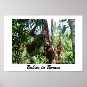 Poster Bébés en Bornéo