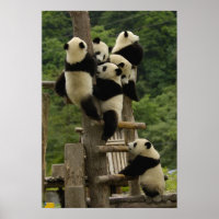 Bébés panda géant (Ailuropoda melanoleuca)