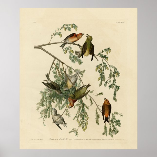 Poster Bec-croisé américain des oiseaux d'Amérique d'Audu (Devant)