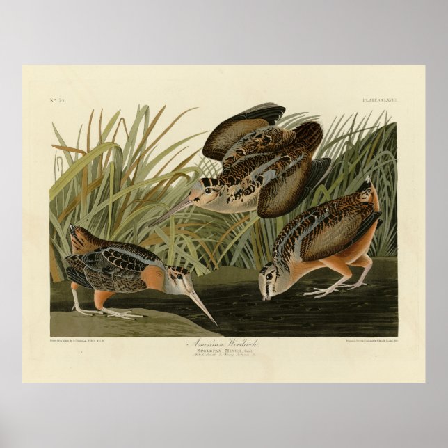 Poster Bécasse américaine d'Audubon's Birds of America (Devant)