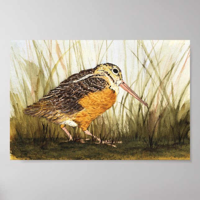 Poster Bécasse (Timberdoodle) (Devant)