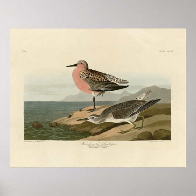 Poster Bécasseau à poitrine rouge, Oiseaux d'Amérique d'A (Devant)