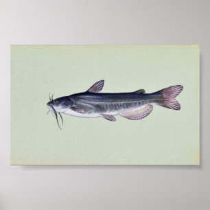 Poster Bécasseau blanc