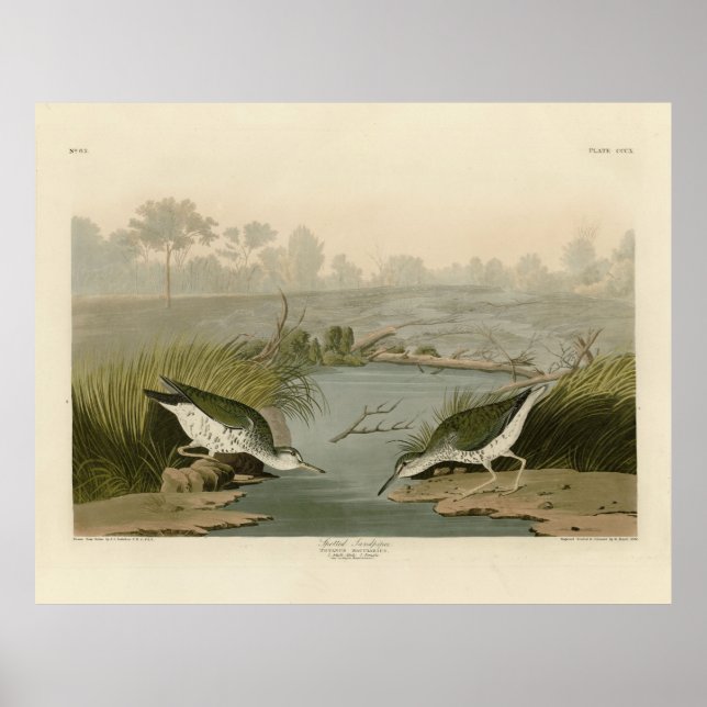 Poster Bécasseau tacheté des oiseaux d'Amérique d'Audubon (Devant)