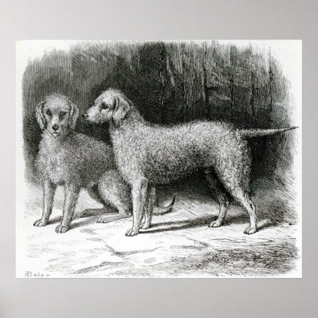 Poster Bedlington Terriers- M. F. Armstrong (Devant)
