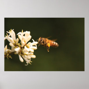 Poster Bee - Chéri Je suis chez moi