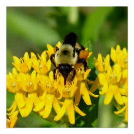 Poster Bee Feasting on Butterfly Weed Wildflowers