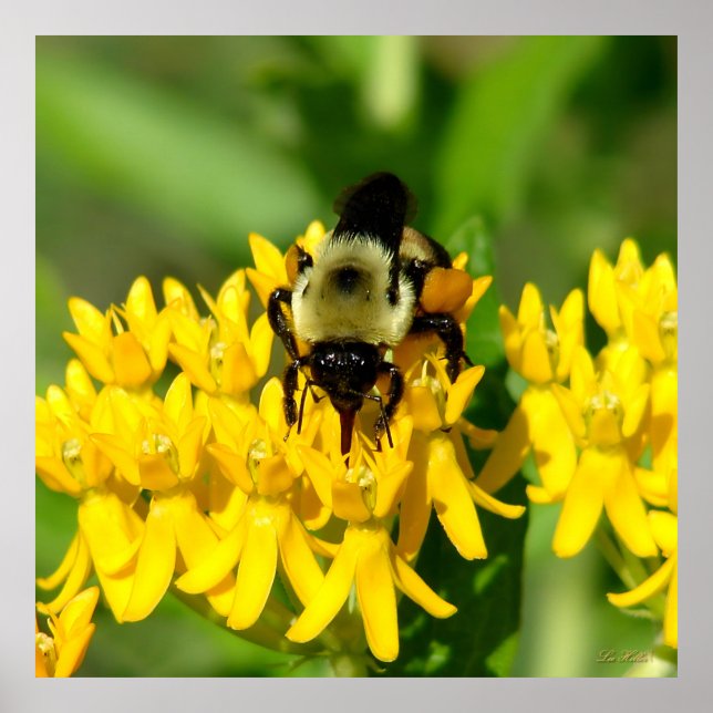 Poster Bee Feasting on Butterfly Weed Wildflowers (Devant)