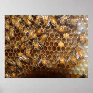 Poster Bee Hive