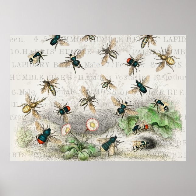 Poster Bee Honey Travailleur Queen Bees Antique (Devant)