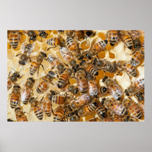Poster Bee keeping at Arlo's Honey Farm