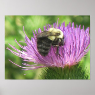 Poster Bee On Thistle