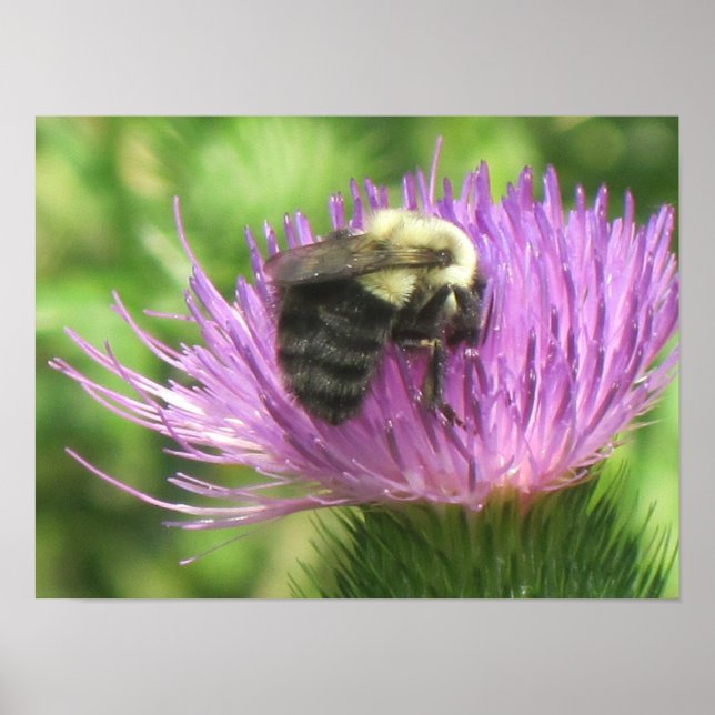 Poster Bee On Thistle (Devant)