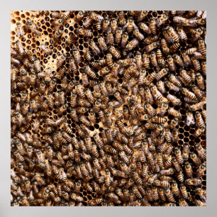 POSTER BEEHIVE