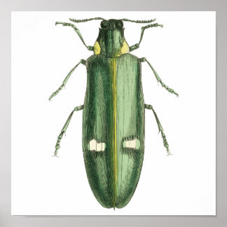 Poster Beetle à revêtement métallique en bois