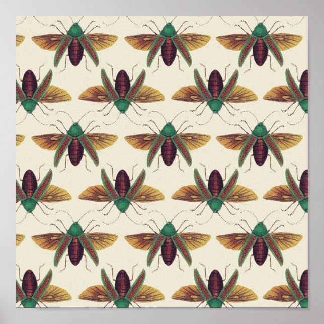 Poster Beetles (Devant)