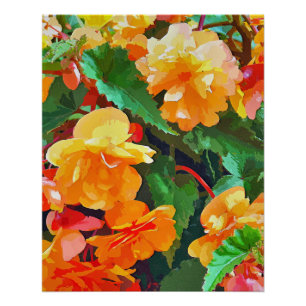 POSTER BEGONIAS