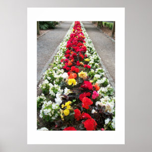 Poster Begonias