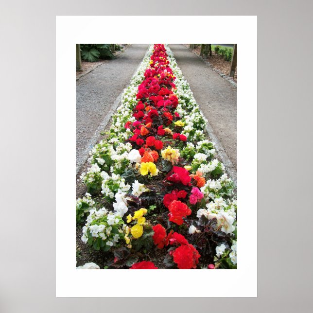 Poster Begonias (Vorne)