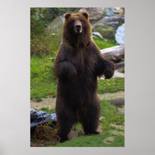 Poster Bel ours gris Brown