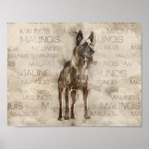 Poster Belge Malinois - Mechelaar - Maligator