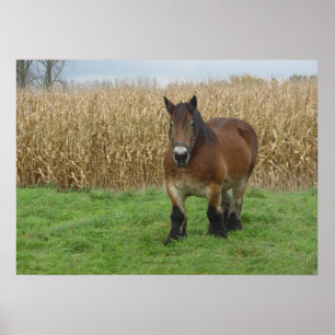 Poster Belgian Draft Horse-in front of a corn field