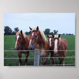 Poster Belgian Horses