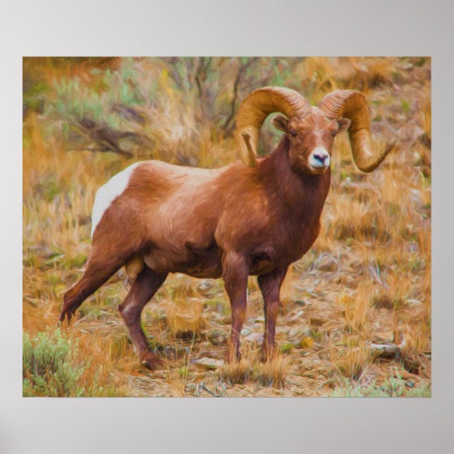 Poster Bélier Big Horn (Devant)