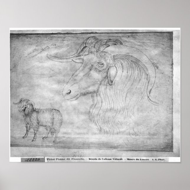 Poster Bélier et tête de bélier (Devant)