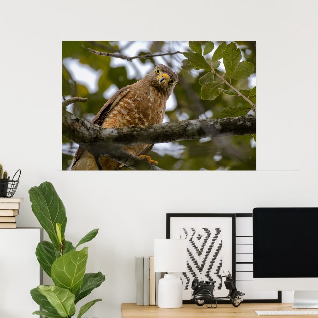 Poster Bélize Bird, Drôle Brown Hawk (Bureau à domicile)