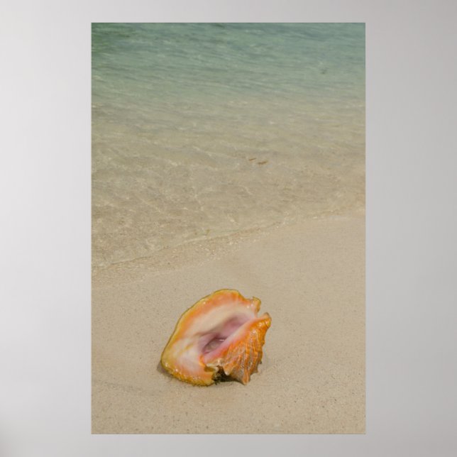 Poster Belize, mer des Caraïbes, Glover's Reef. Conche (Devant)