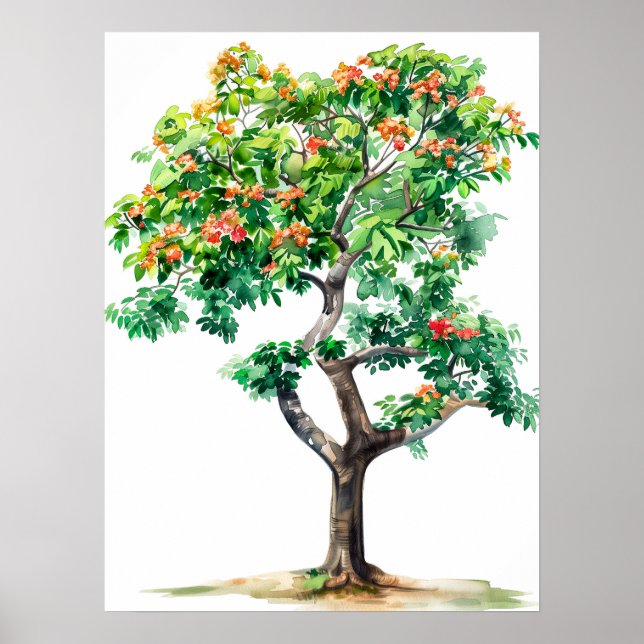 Poster Belle aquarelle Bombax Ceiba Tree (Devant)