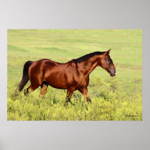 Poster Belle Baie Horse